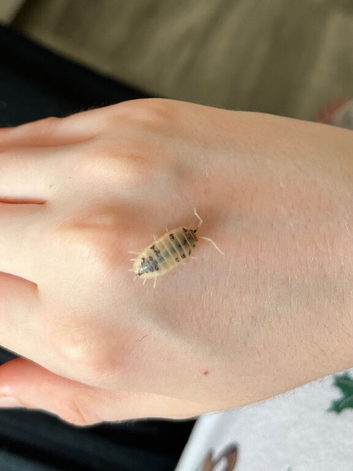 Different types of isopods