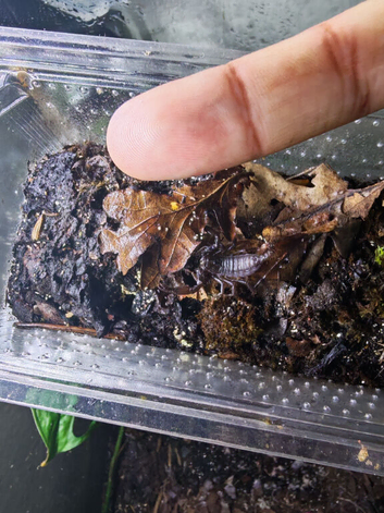 Asian forest scorpion