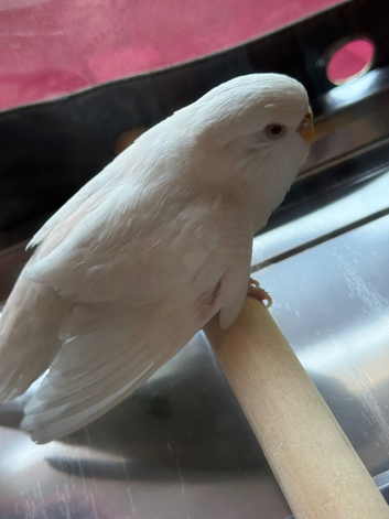 Rare Albino Snow White Budgie With Cage