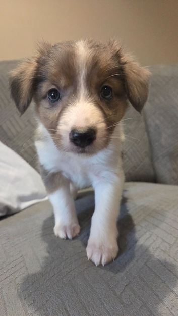 Border collie x papillon puppies