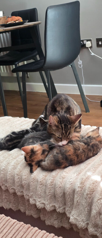 Kittens