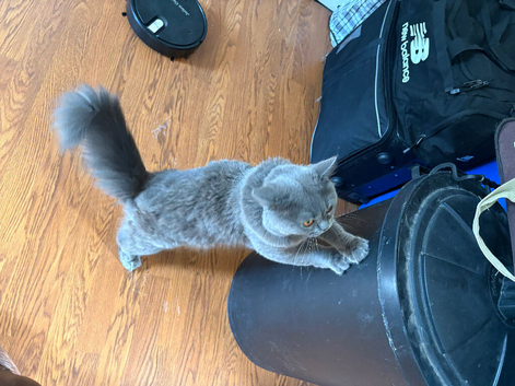 Pedigree British shorthair