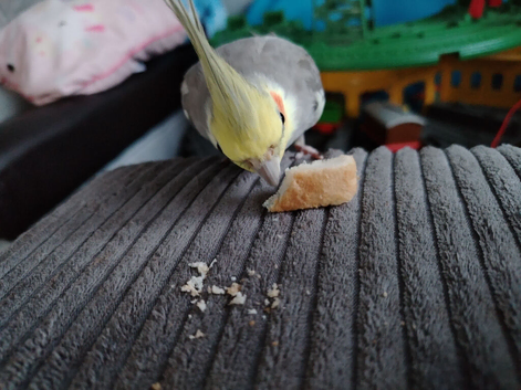 3 cockatiels 3/4y for sale and cage PROVEN PAIR
