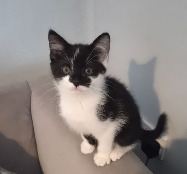 Adorable Bengal-Mix Kittens - Mum is Half Bengal!