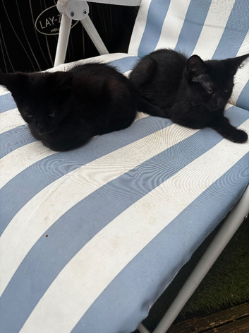 3 beautiful black  kittens ready now  2 boys and 1 girl available