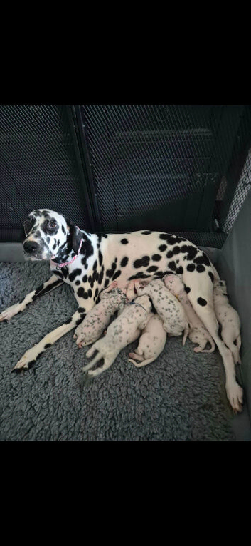 Stunning kc registered dalmatian puppies