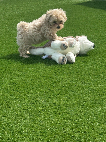 Quality stunning teddy faced Asian Maltipoo