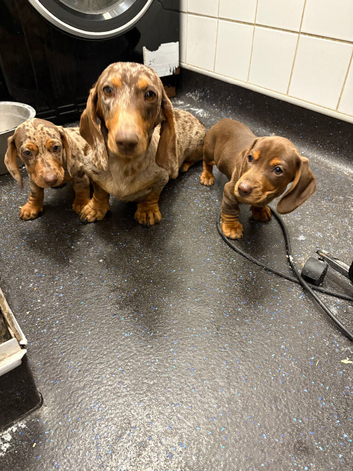 Beautiful miniature dachshund puppies for sale boys