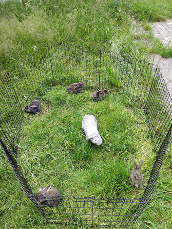 Mini Lops kits available now