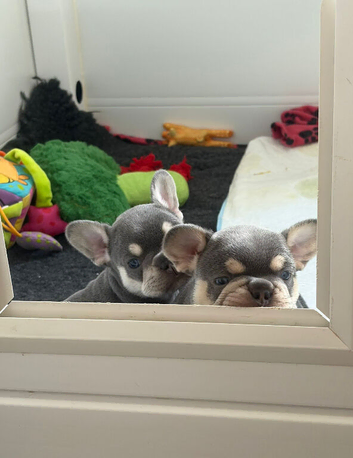 2 stunning kc registered French bulldog puppies.