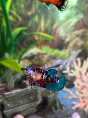 Mixed betta fish