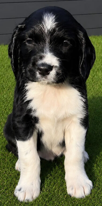 KC REGISTERED ENGLISH SPRINGER SPANIELS