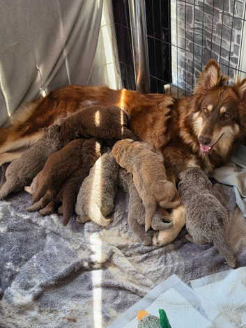 Kc reg german shepherd pups