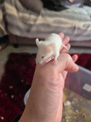 Female for sale
