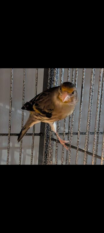 Unsex Goldfinch mules
