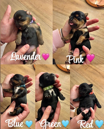 ️ GORGEOUS SHORKIE PUPPIES - LOOKING FOR THEIR FOREVER HOMES ️