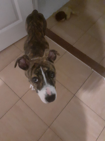 American bulldog x staff