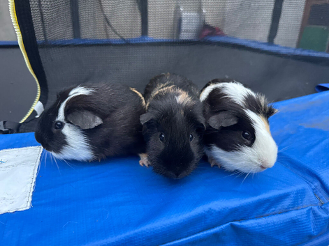 10 month 3 brother guinea pigs