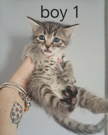 3 x male ragdoll x tabby kittens