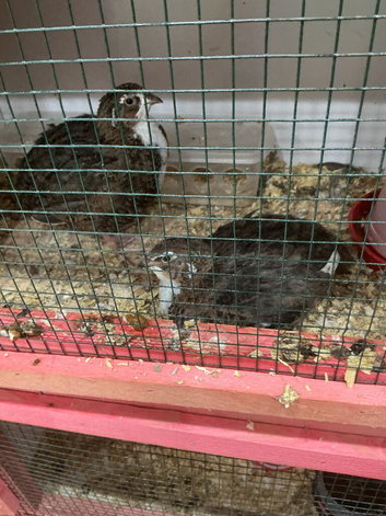 Tuxedo jumbo quail