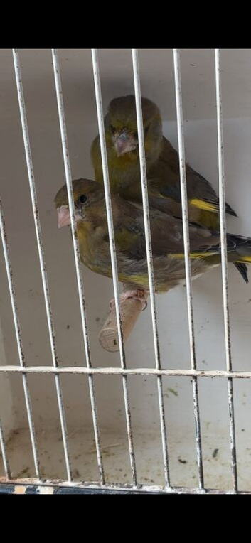 Stunning pair of green finches