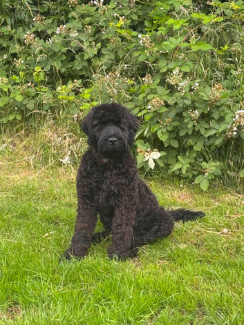 Black Russian Terrier
