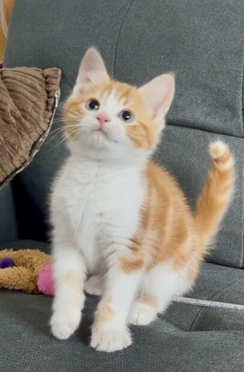 Playful kittens