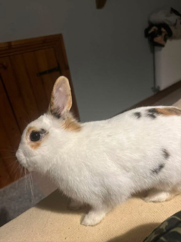 Female Netherland dwarf + mini lop