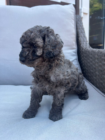 One beautiful little Cavapoo girl remaining