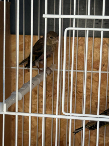Baby goldfinch mule