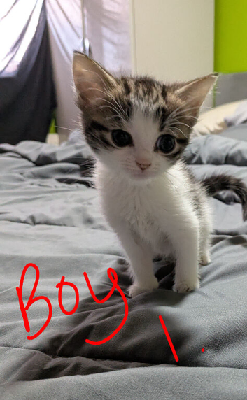 8 week old kittens ready to leave today.