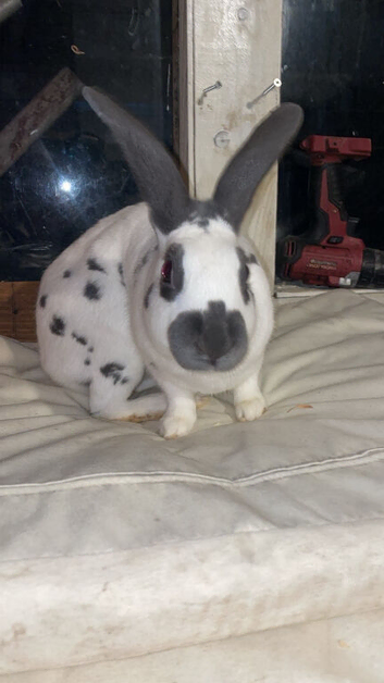 English show Rabbit ringed