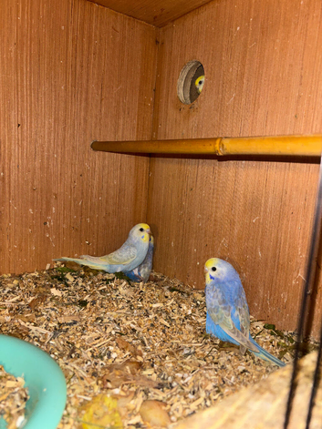 Rainbow Budgies&rsquo;s for sale