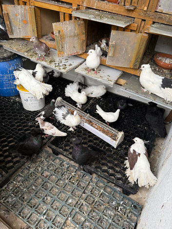 Indian fantails for sale