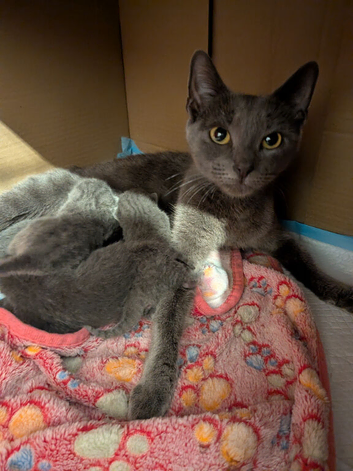 4 beautiful Russian blue kittens