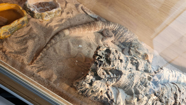 Bearded dragon