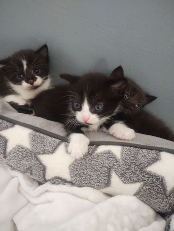 Beautiful kittens looking for there forever homes
