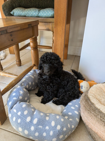Toy poodle puppies girls KC reg Fully Vaccinated