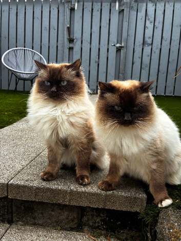 Pedigree Ragdoll for Stud