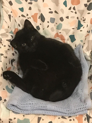 Fully tamed litter trained female cat