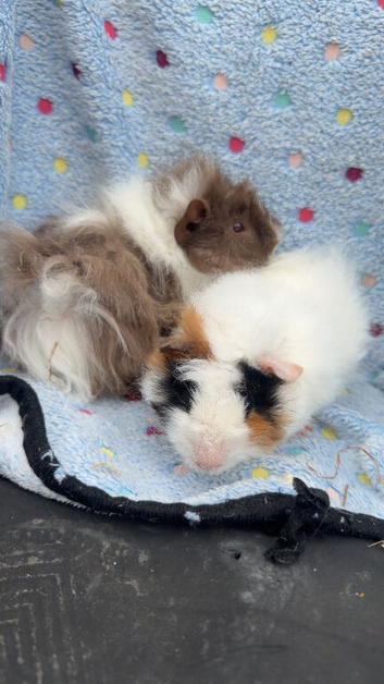 Pair of 8 week old boars