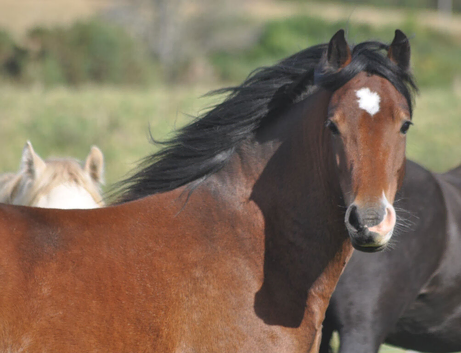 Registered Welsh D filly