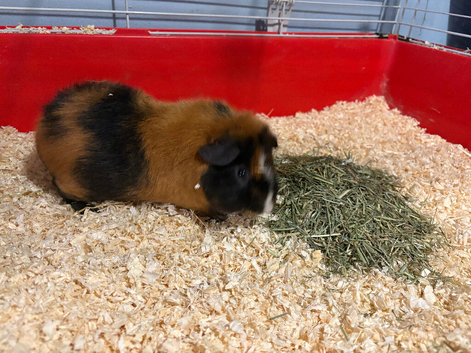 Male teddy guinea pig