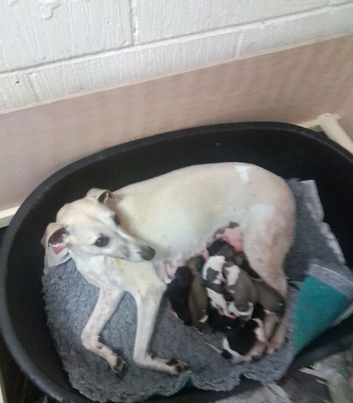 Pup's born on the 21st October