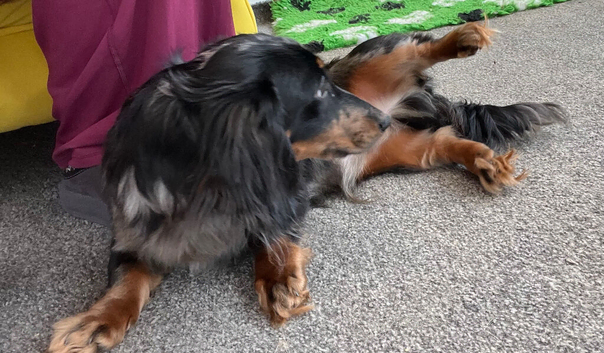 Kc Dapple long hair mini Male puppy