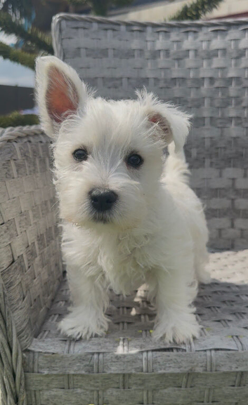 Beautiful west highland terrier pups