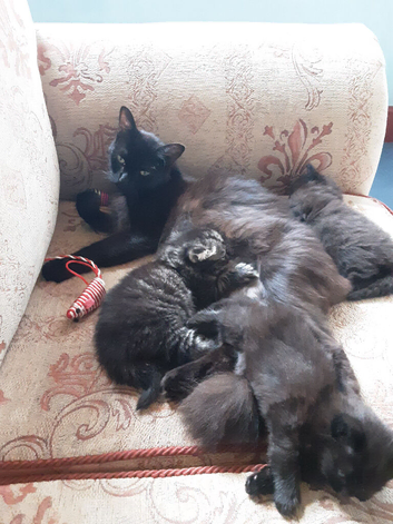 Playful Kittens for sale.