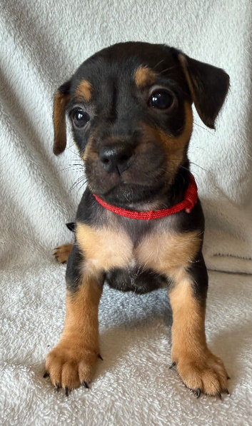 Jack Russell puppies