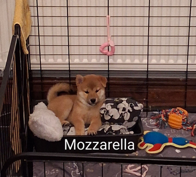 *3 LEFT* All Gorgeous kC Shiba Girls!