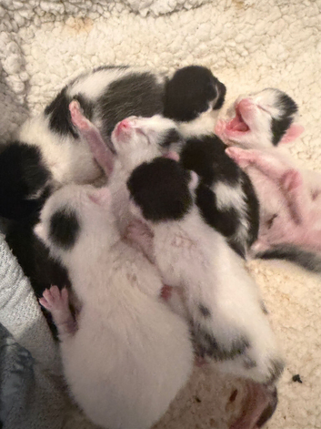 Kittens for sale